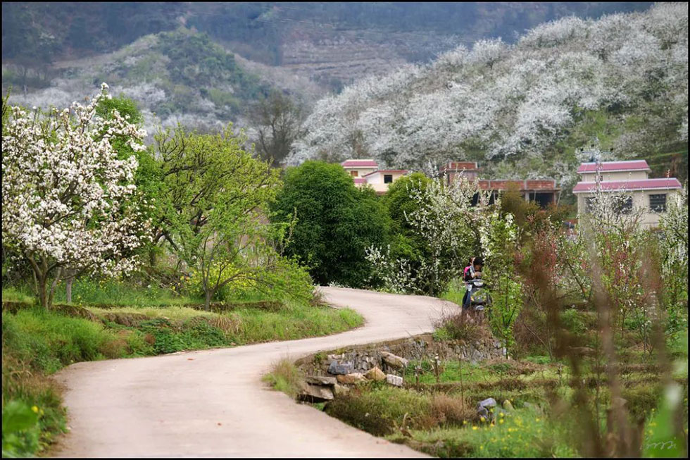 【春天，广西桂林灌阳县向您发出邀请！】我们在灌阳看梨花 - 游山玩水 - 鹰潭生活社区 - 鹰潭28生活网 yingtan.28life.com