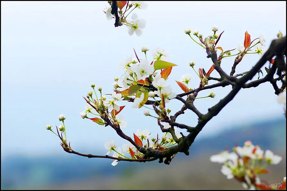 【春天，广西桂林灌阳县向您发出邀请！】我们在灌阳看梨花 - 游山玩水 - 鹰潭生活社区 - 鹰潭28生活网 yingtan.28life.com
