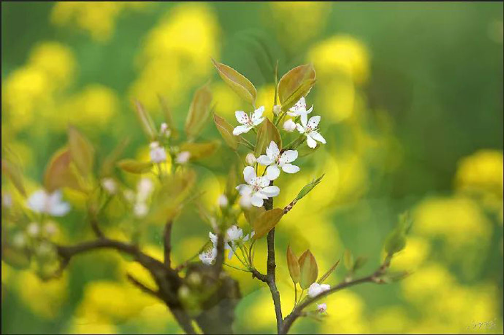 【春天，广西桂林灌阳县向您发出邀请！】我们在灌阳看梨花 - 游山玩水 - 鹰潭生活社区 - 鹰潭28生活网 yingtan.28life.com