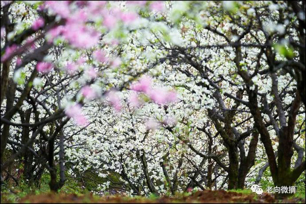 【春天，广西桂林灌阳县向您发出邀请！】我们在灌阳看梨花 - 游山玩水 - 鹰潭生活社区 - 鹰潭28生活网 yingtan.28life.com