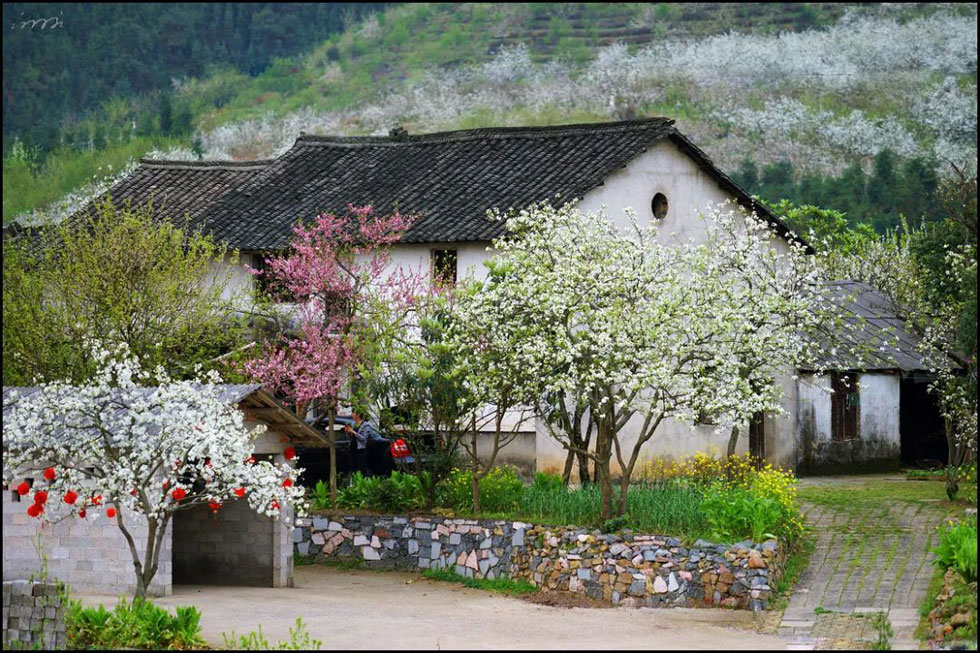 【春天，广西桂林灌阳县向您发出邀请！】我们在灌阳看梨花 - 游山玩水 - 鹰潭生活社区 - 鹰潭28生活网 yingtan.28life.com