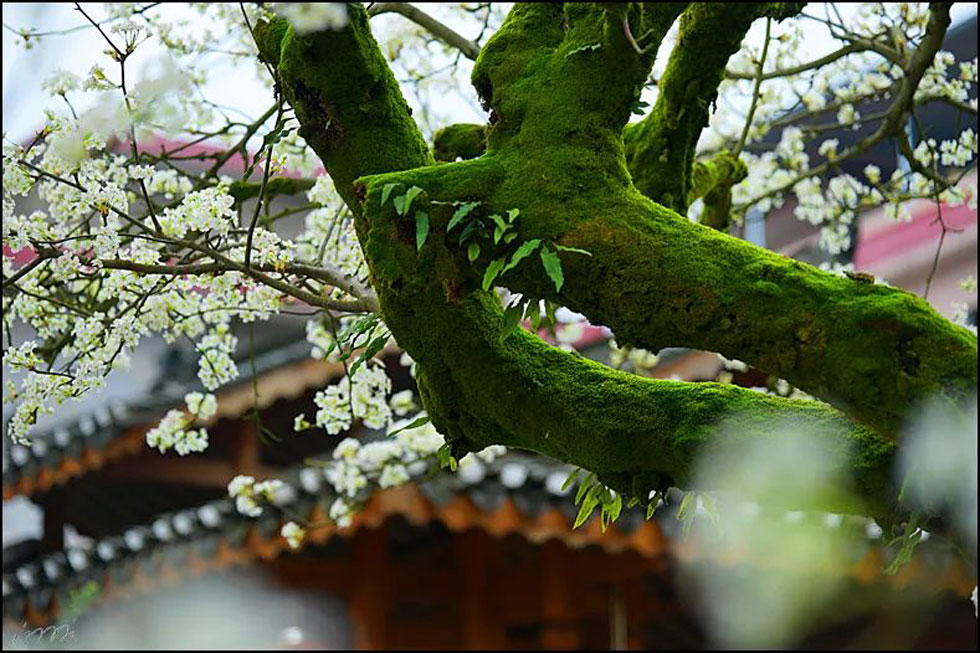 【春天，广西桂林灌阳县向您发出邀请！】我们在灌阳看梨花 - 游山玩水 - 鹰潭生活社区 - 鹰潭28生活网 yingtan.28life.com