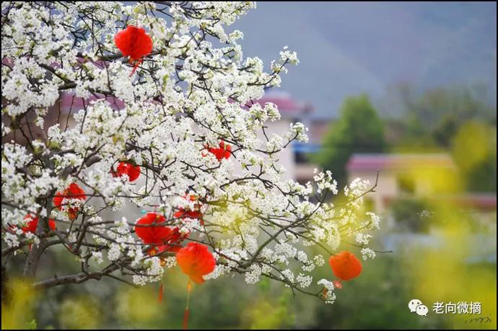 【春天，广西桂林灌阳县向您发出邀请！】我们在灌阳看梨花 - 游山玩水 - 鹰潭生活社区 - 鹰潭28生活网 yingtan.28life.com