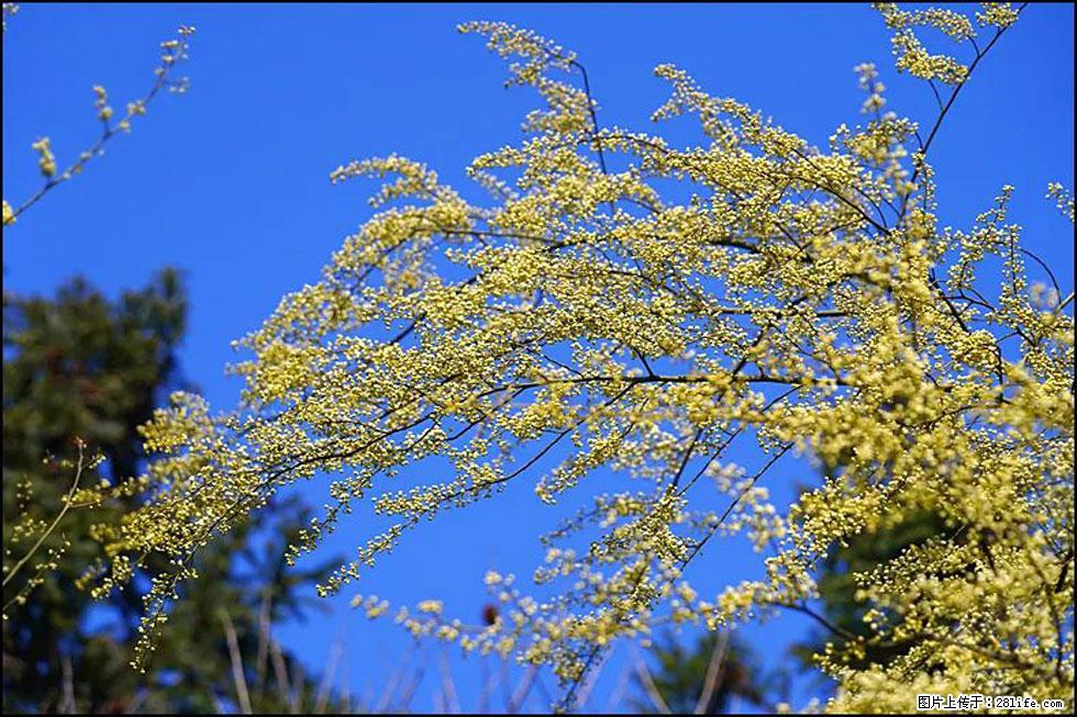 【春天，广西桂林灌阳县向您发出邀请！】米珠山前有片山苍子花在飘香 - 游山玩水 - 鹰潭生活社区 - 鹰潭28生活网 yingtan.28life.com