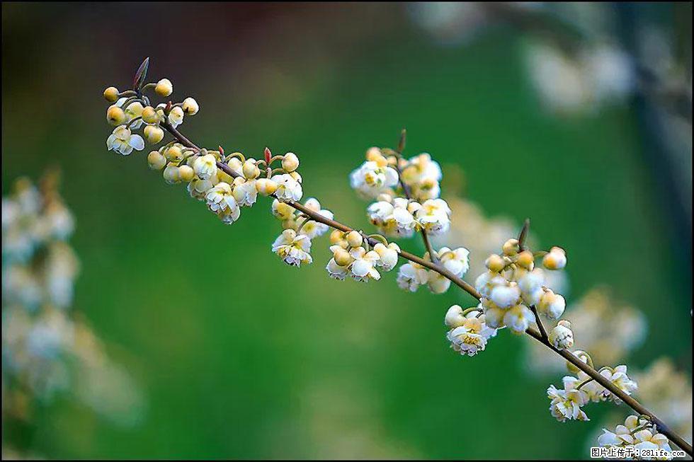 【春天，广西桂林灌阳县向您发出邀请！】米珠山前有片山苍子花在飘香 - 游山玩水 - 鹰潭生活社区 - 鹰潭28生活网 yingtan.28life.com