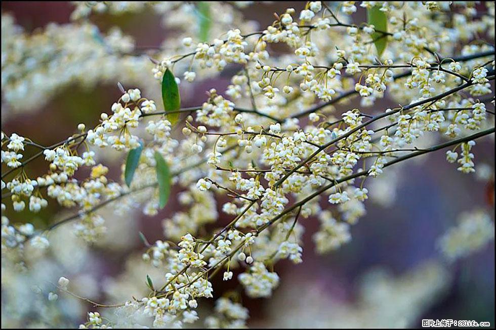 【春天，广西桂林灌阳县向您发出邀请！】米珠山前有片山苍子花在飘香 - 游山玩水 - 鹰潭生活社区 - 鹰潭28生活网 yingtan.28life.com