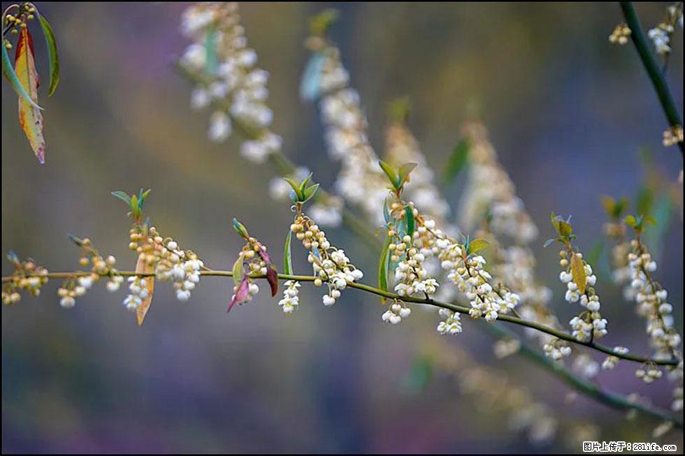 【春天，广西桂林灌阳县向您发出邀请！】米珠山前有片山苍子花在飘香 - 游山玩水 - 鹰潭生活社区 - 鹰潭28生活网 yingtan.28life.com