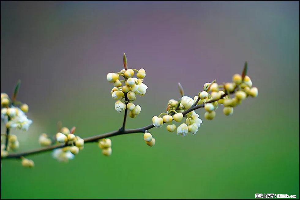 【春天，广西桂林灌阳县向您发出邀请！】米珠山前有片山苍子花在飘香 - 游山玩水 - 鹰潭生活社区 - 鹰潭28生活网 yingtan.28life.com