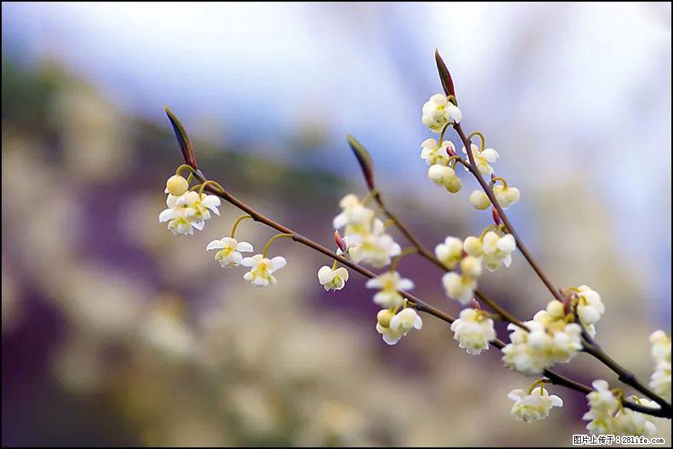 【春天，广西桂林灌阳县向您发出邀请！】米珠山前有片山苍子花在飘香 - 游山玩水 - 鹰潭生活社区 - 鹰潭28生活网 yingtan.28life.com