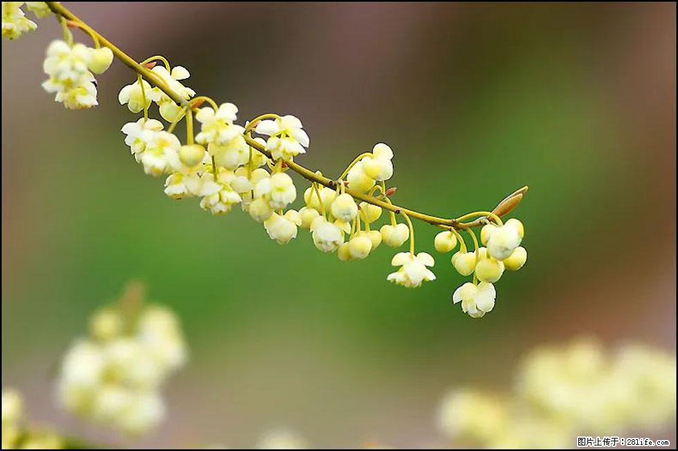 【春天，广西桂林灌阳县向您发出邀请！】米珠山前有片山苍子花在飘香 - 游山玩水 - 鹰潭生活社区 - 鹰潭28生活网 yingtan.28life.com