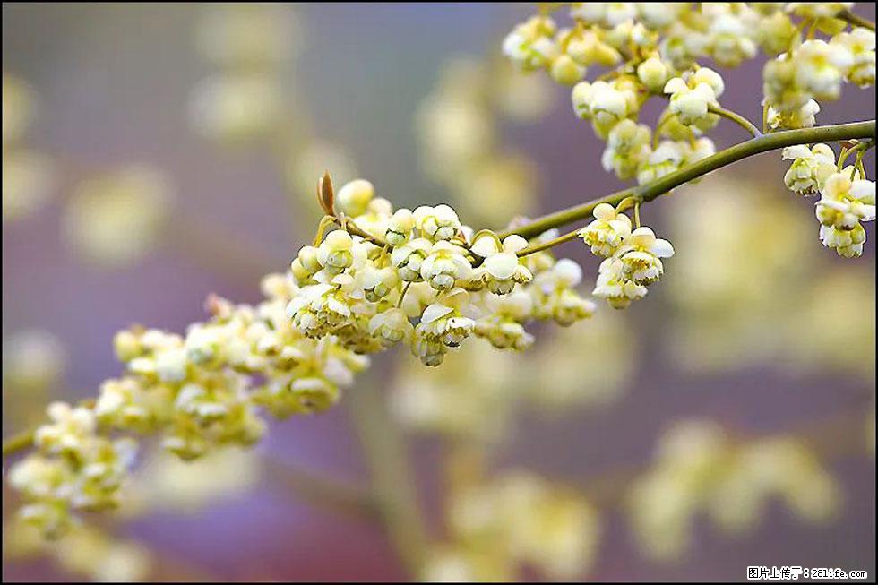 【春天，广西桂林灌阳县向您发出邀请！】米珠山前有片山苍子花在飘香 - 游山玩水 - 鹰潭生活社区 - 鹰潭28生活网 yingtan.28life.com
