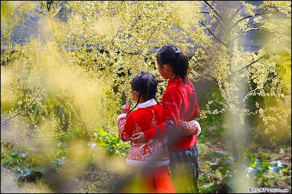 【春天，广西桂林灌阳县向您发出邀请！】米珠山前有片山苍子花在飘香 - 游山玩水 - 鹰潭生活社区 - 鹰潭28生活网 yingtan.28life.com