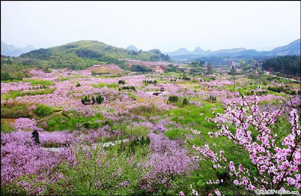 【春天,广西桂林灌阳县向您发出邀请!】官庄村有个醉美的桃花园 - 游山玩水 - 鹰潭生活社区 - 鹰潭28生活网 yingtan.28life.com