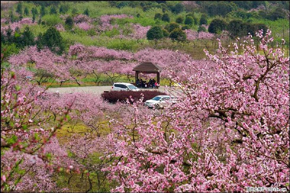 【春天,广西桂林灌阳县向您发出邀请!】官庄村有个醉美的桃花园 - 游山玩水 - 鹰潭生活社区 - 鹰潭28生活网 yingtan.28life.com