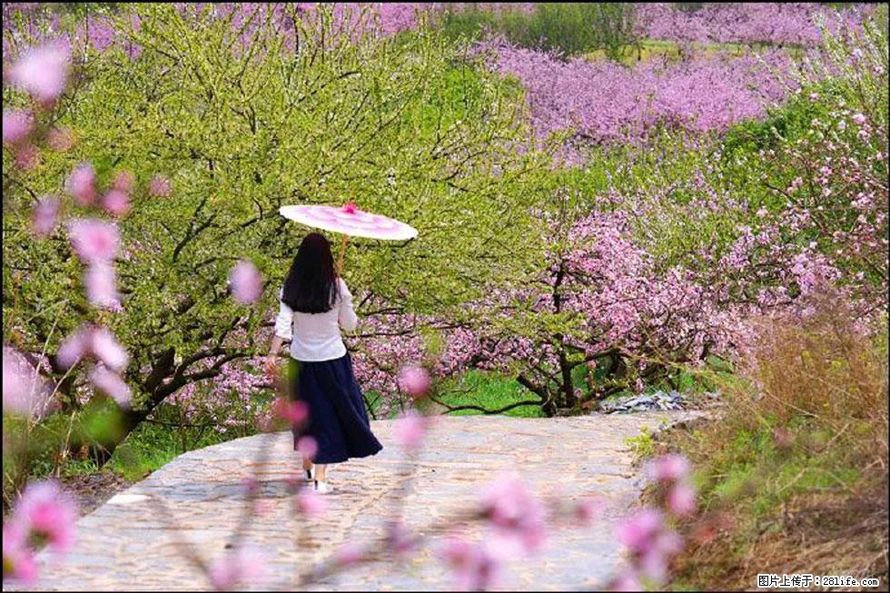 【春天,广西桂林灌阳县向您发出邀请!】官庄村有个醉美的桃花园 - 游山玩水 - 鹰潭生活社区 - 鹰潭28生活网 yingtan.28life.com