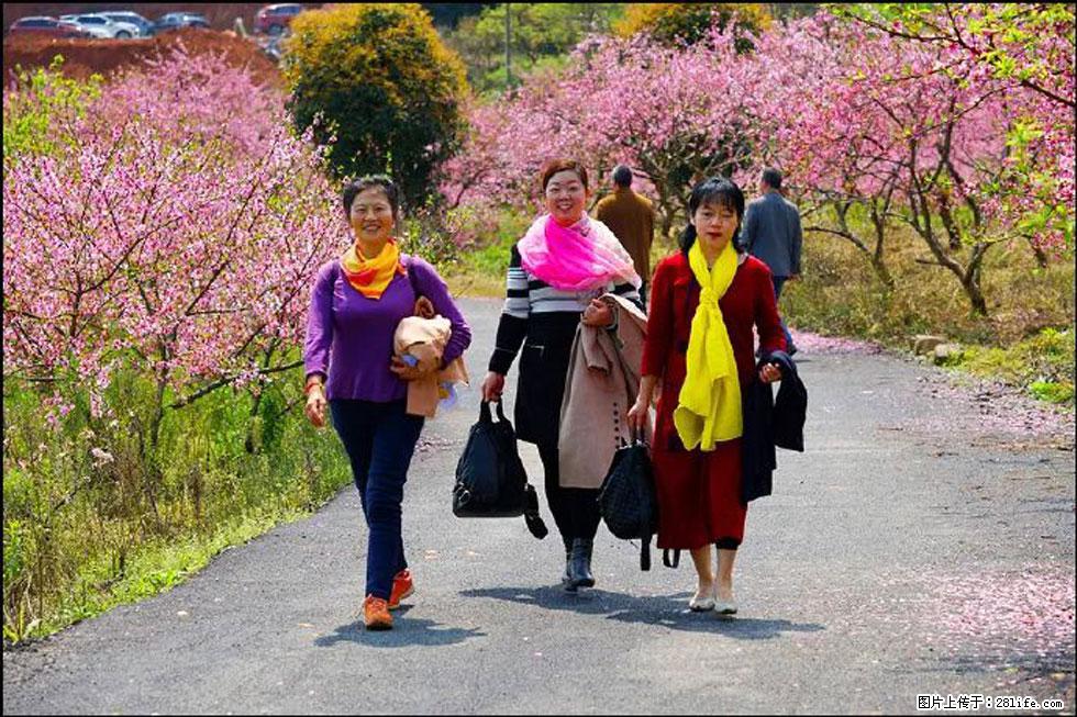 【春天,广西桂林灌阳县向您发出邀请!】官庄村有个醉美的桃花园 - 游山玩水 - 鹰潭生活社区 - 鹰潭28生活网 yingtan.28life.com