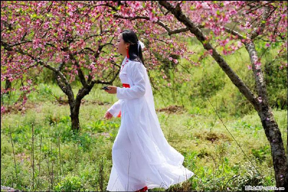 【春天,广西桂林灌阳县向您发出邀请!】官庄村有个醉美的桃花园 - 游山玩水 - 鹰潭生活社区 - 鹰潭28生活网 yingtan.28life.com