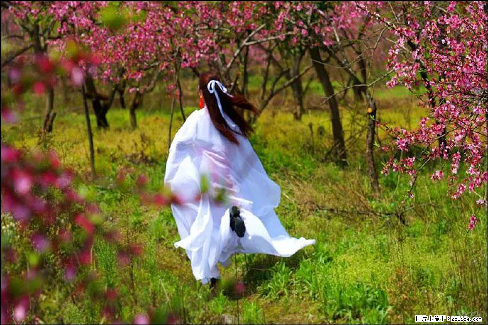 【春天,广西桂林灌阳县向您发出邀请!】官庄村有个醉美的桃花园 - 游山玩水 - 鹰潭生活社区 - 鹰潭28生活网 yingtan.28life.com