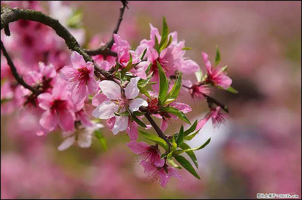 【春天,广西桂林灌阳县向您发出邀请!】官庄村有个醉美的桃花园 - 游山玩水 - 鹰潭生活社区 - 鹰潭28生活网 yingtan.28life.com