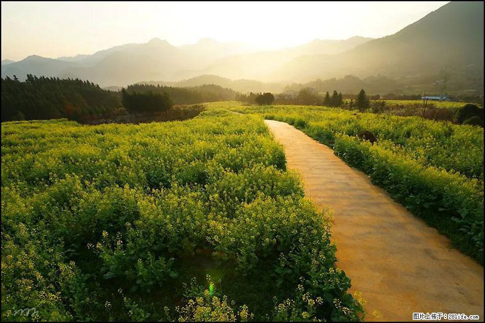 【春天，广西桂林灌阳县向您发出邀请！】长坪村油菜盛情花开 - 游山玩水 - 鹰潭生活社区 - 鹰潭28生活网 yingtan.28life.com