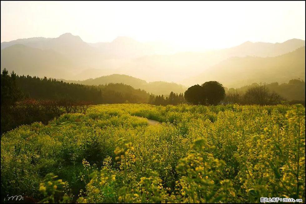 【春天，广西桂林灌阳县向您发出邀请！】长坪村油菜盛情花开 - 游山玩水 - 鹰潭生活社区 - 鹰潭28生活网 yingtan.28life.com