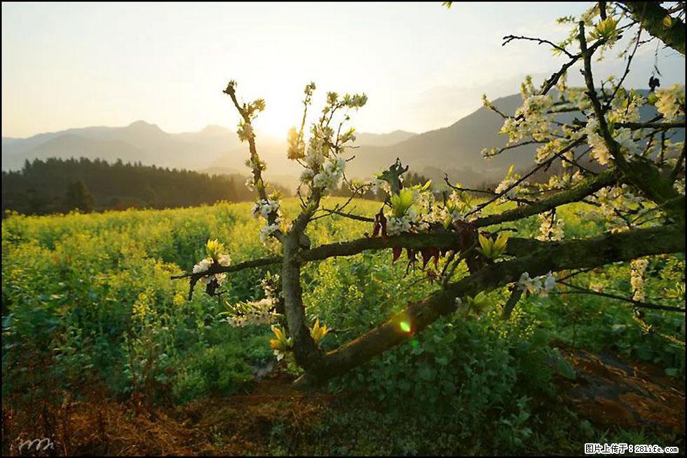 【春天，广西桂林灌阳县向您发出邀请！】长坪村油菜盛情花开 - 游山玩水 - 鹰潭生活社区 - 鹰潭28生活网 yingtan.28life.com