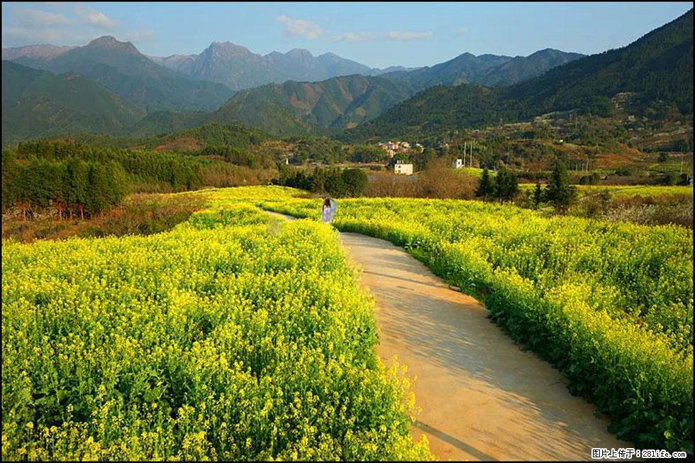 【春天，广西桂林灌阳县向您发出邀请！】长坪村油菜盛情花开 - 游山玩水 - 鹰潭生活社区 - 鹰潭28生活网 yingtan.28life.com