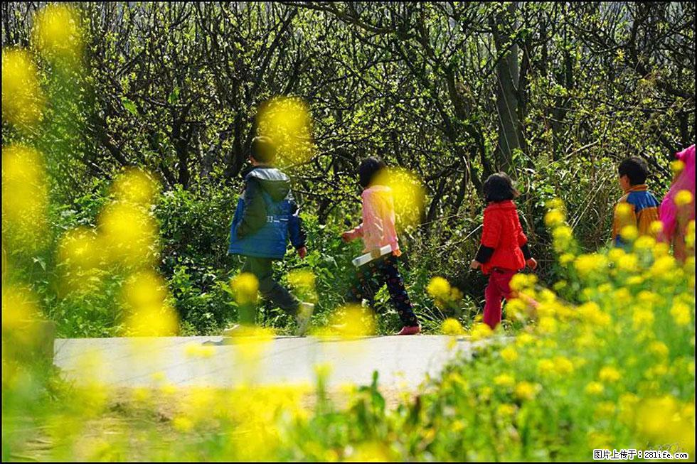 【春天，广西桂林灌阳县向您发出邀请！】长坪村油菜盛情花开 - 游山玩水 - 鹰潭生活社区 - 鹰潭28生活网 yingtan.28life.com