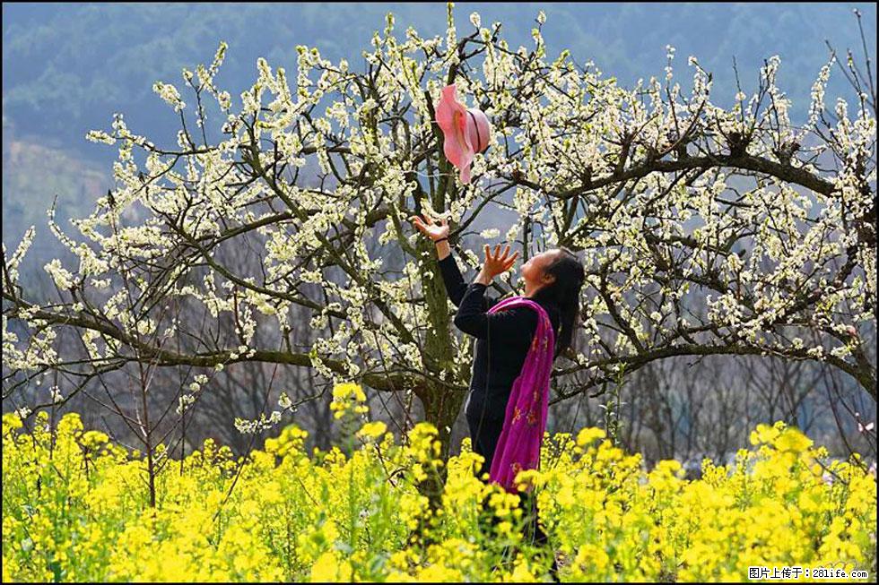 【春天，广西桂林灌阳县向您发出邀请！】长坪村油菜盛情花开 - 游山玩水 - 鹰潭生活社区 - 鹰潭28生活网 yingtan.28life.com