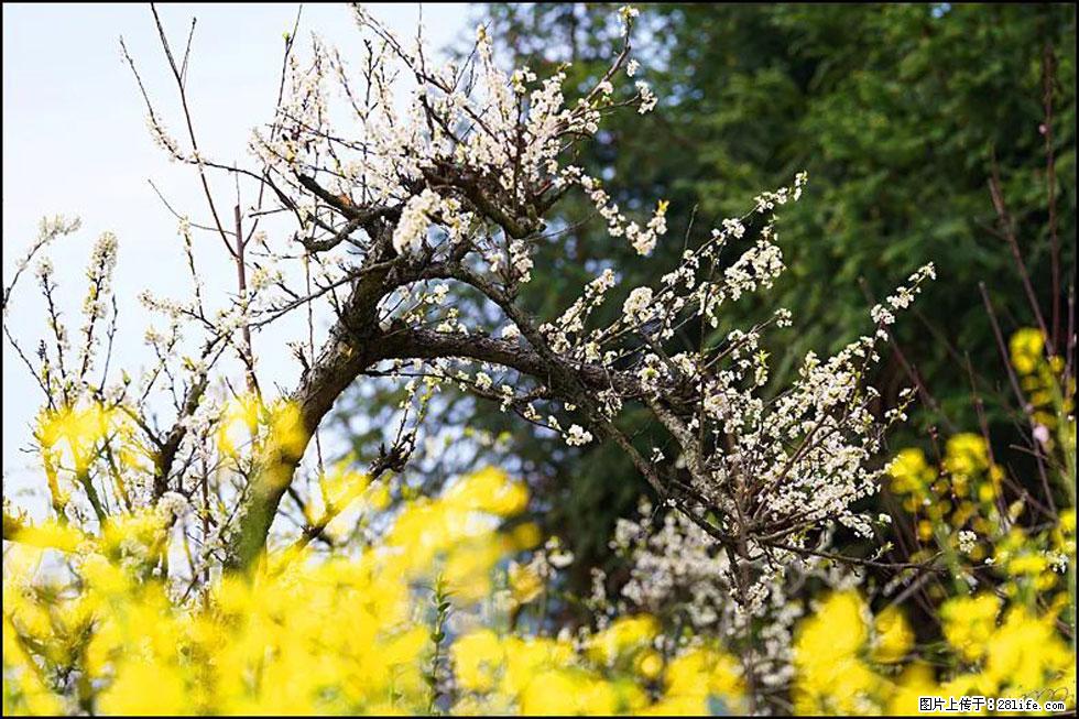 【春天，广西桂林灌阳县向您发出邀请！】长坪村油菜盛情花开 - 游山玩水 - 鹰潭生活社区 - 鹰潭28生活网 yingtan.28life.com
