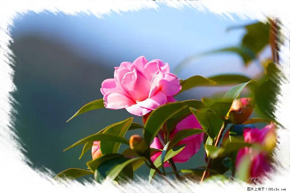 【春天，广西桂林灌阳县向您发出邀请！】杨柳井茶花惹人爱 - 游山玩水 - 鹰潭生活社区 - 鹰潭28生活网 yingtan.28life.com