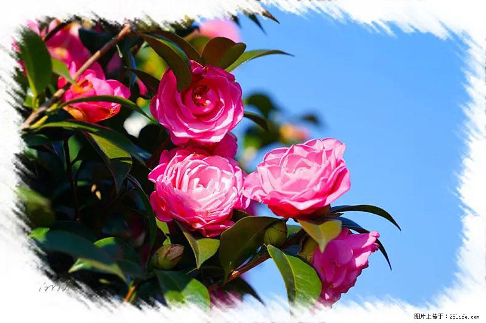 【春天，广西桂林灌阳县向您发出邀请！】杨柳井茶花惹人爱 - 游山玩水 - 鹰潭生活社区 - 鹰潭28生活网 yingtan.28life.com