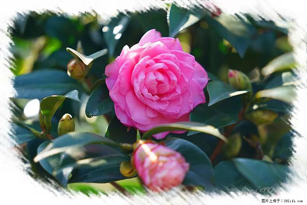 【春天，广西桂林灌阳县向您发出邀请！】杨柳井茶花惹人爱 - 游山玩水 - 鹰潭生活社区 - 鹰潭28生活网 yingtan.28life.com