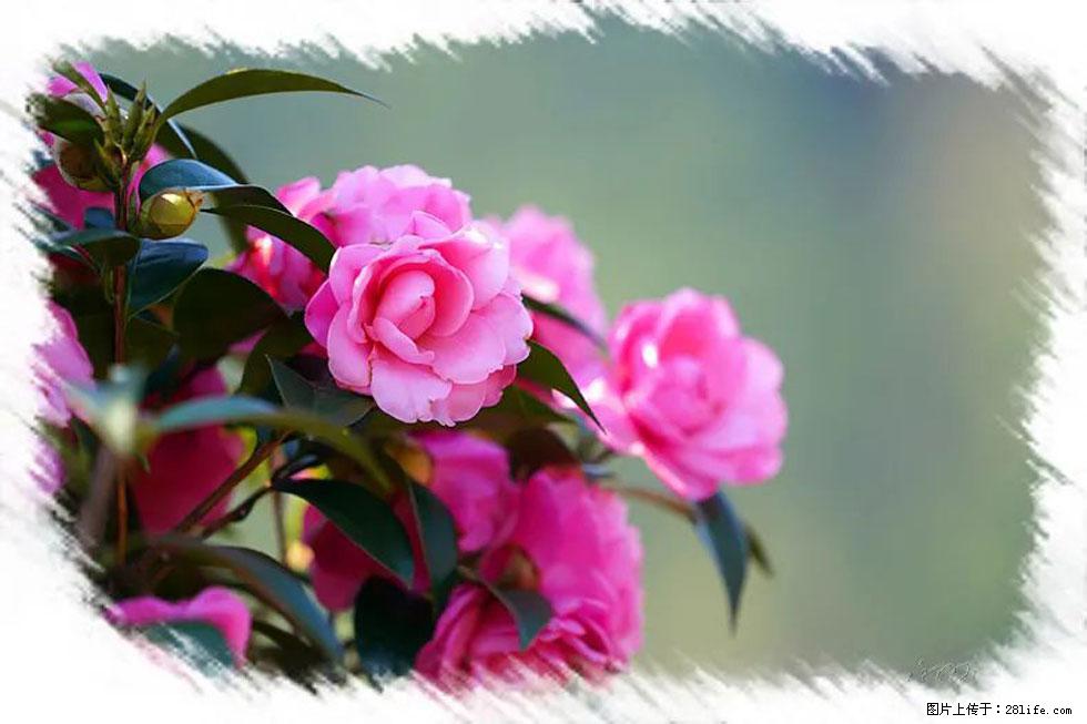 【春天，广西桂林灌阳县向您发出邀请！】杨柳井茶花惹人爱 - 游山玩水 - 鹰潭生活社区 - 鹰潭28生活网 yingtan.28life.com