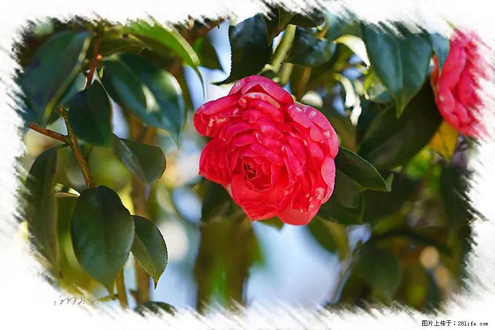 【春天，广西桂林灌阳县向您发出邀请！】杨柳井茶花惹人爱 - 游山玩水 - 鹰潭生活社区 - 鹰潭28生活网 yingtan.28life.com