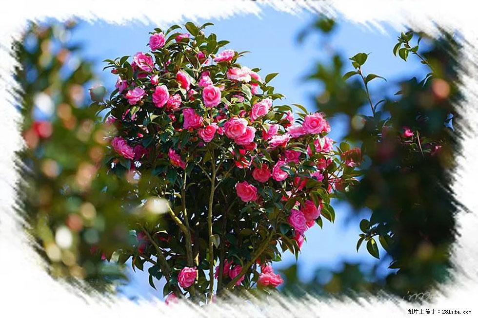 【春天，广西桂林灌阳县向您发出邀请！】杨柳井茶花惹人爱 - 游山玩水 - 鹰潭生活社区 - 鹰潭28生活网 yingtan.28life.com