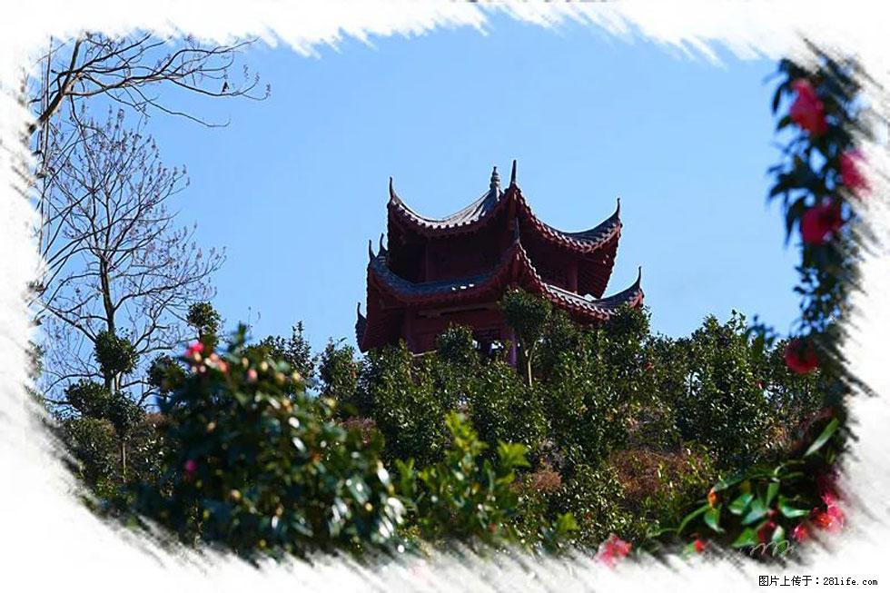 【春天，广西桂林灌阳县向您发出邀请！】杨柳井茶花惹人爱 - 游山玩水 - 鹰潭生活社区 - 鹰潭28生活网 yingtan.28life.com