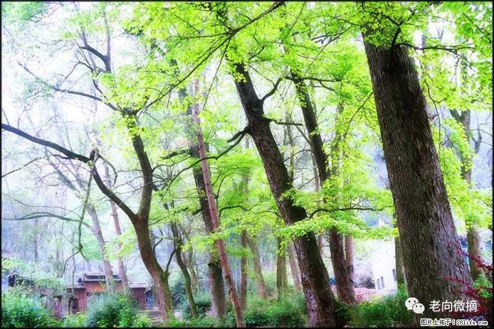 【春天，广西桂林灌阳县向您发出邀请！】在小龙村与春天约会 - 游山玩水 - 鹰潭生活社区 - 鹰潭28生活网 yingtan.28life.com