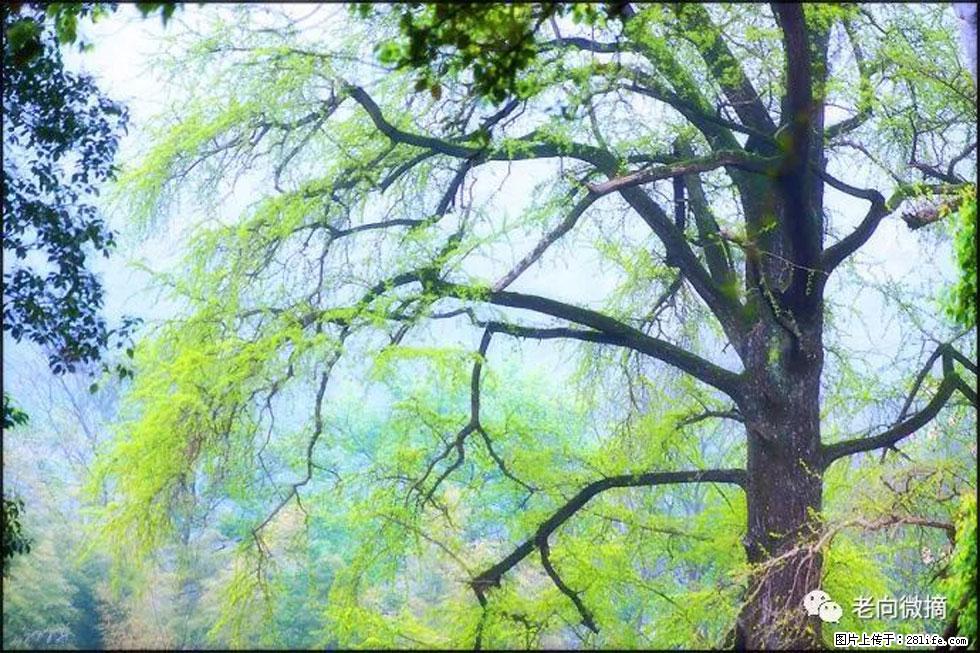 【春天，广西桂林灌阳县向您发出邀请！】在小龙村与春天约会 - 游山玩水 - 鹰潭生活社区 - 鹰潭28生活网 yingtan.28life.com