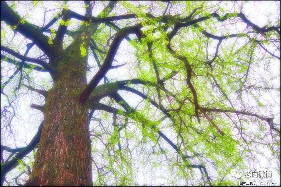 【春天，广西桂林灌阳县向您发出邀请！】在小龙村与春天约会 - 游山玩水 - 鹰潭生活社区 - 鹰潭28生活网 yingtan.28life.com