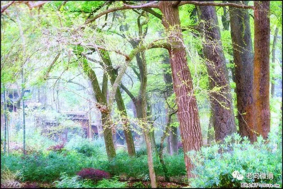 【春天，广西桂林灌阳县向您发出邀请！】在小龙村与春天约会 - 游山玩水 - 鹰潭生活社区 - 鹰潭28生活网 yingtan.28life.com