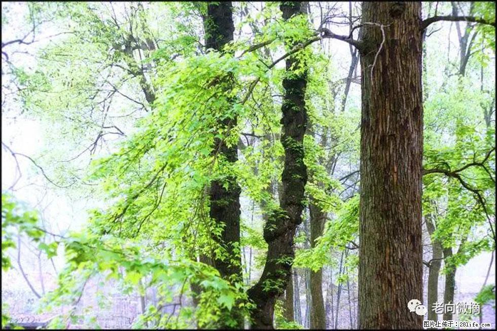 【春天，广西桂林灌阳县向您发出邀请！】在小龙村与春天约会 - 游山玩水 - 鹰潭生活社区 - 鹰潭28生活网 yingtan.28life.com