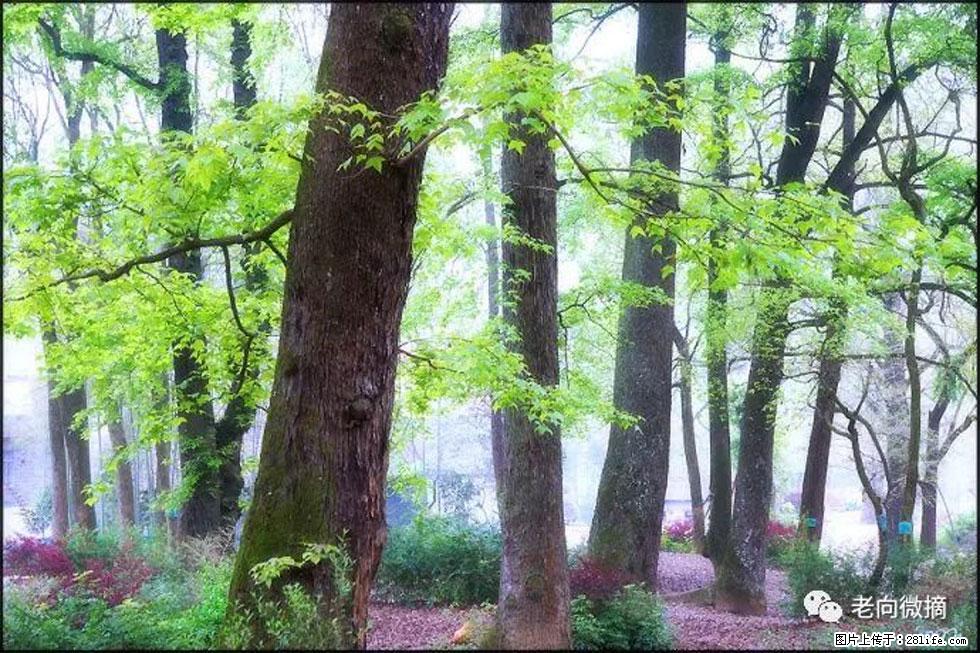 【春天，广西桂林灌阳县向您发出邀请！】在小龙村与春天约会 - 游山玩水 - 鹰潭生活社区 - 鹰潭28生活网 yingtan.28life.com