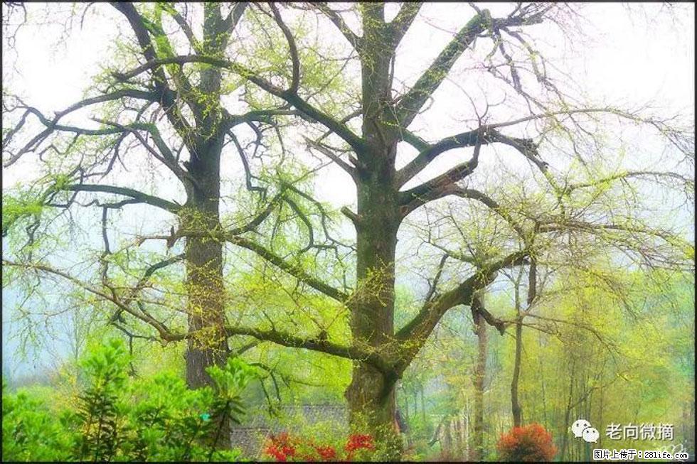 【春天，广西桂林灌阳县向您发出邀请！】在小龙村与春天约会 - 游山玩水 - 鹰潭生活社区 - 鹰潭28生活网 yingtan.28life.com