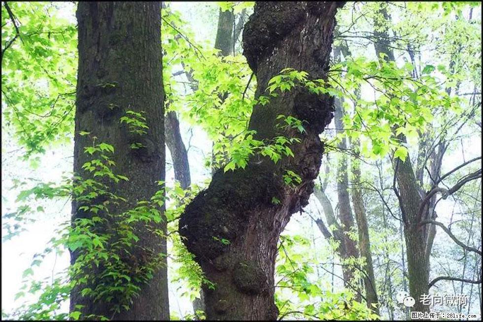 【春天，广西桂林灌阳县向您发出邀请！】在小龙村与春天约会 - 游山玩水 - 鹰潭生活社区 - 鹰潭28生活网 yingtan.28life.com