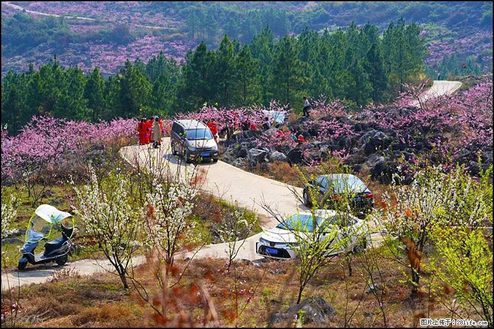 【春天，广西桂林灌阳县向您发出邀请！】望月岭上桃花开 - 游山玩水 - 鹰潭生活社区 - 鹰潭28生活网 yingtan.28life.com