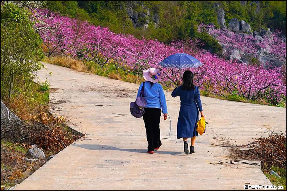【春天，广西桂林灌阳县向您发出邀请！】望月岭上桃花开 - 游山玩水 - 鹰潭生活社区 - 鹰潭28生活网 yingtan.28life.com