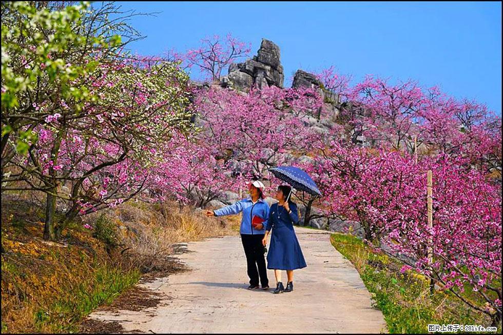 【春天，广西桂林灌阳县向您发出邀请！】望月岭上桃花开 - 游山玩水 - 鹰潭生活社区 - 鹰潭28生活网 yingtan.28life.com