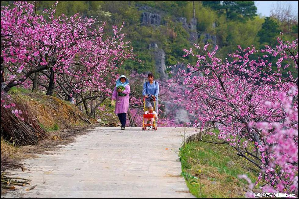 【春天，广西桂林灌阳县向您发出邀请！】望月岭上桃花开 - 游山玩水 - 鹰潭生活社区 - 鹰潭28生活网 yingtan.28life.com