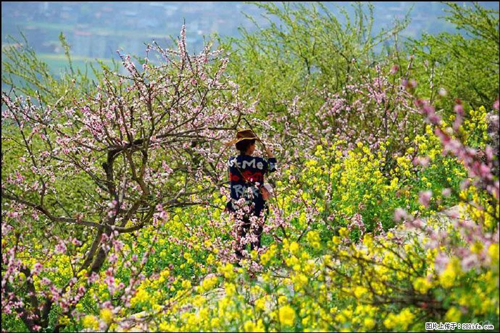 【春天，广西桂林灌阳县向您发出邀请！】望月岭上桃花开 - 游山玩水 - 鹰潭生活社区 - 鹰潭28生活网 yingtan.28life.com